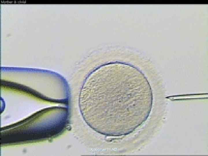 Кабатин Н. А© 