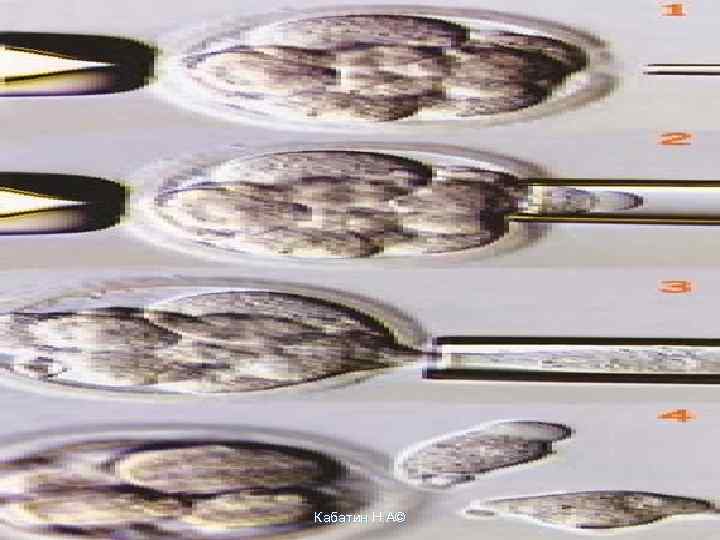 Кабатин Н. А© 