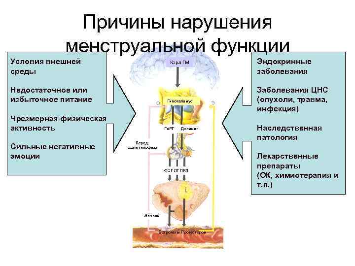 Расстройство цикла