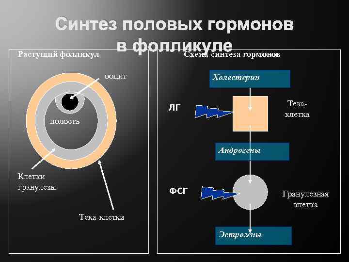 Синтез половых гормонов в фолликуле гормонов Растущий фолликул Схема синтеза ооцит Холестерин Текаклетка ЛГ