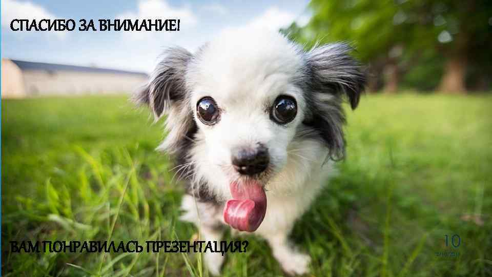 СПАСИБО ЗА ВНИМАНИЕ! ВАМ ПОНРАВИЛАСЬ ПРЕЗЕНТАЦИЯ? 10 2/10/2018 