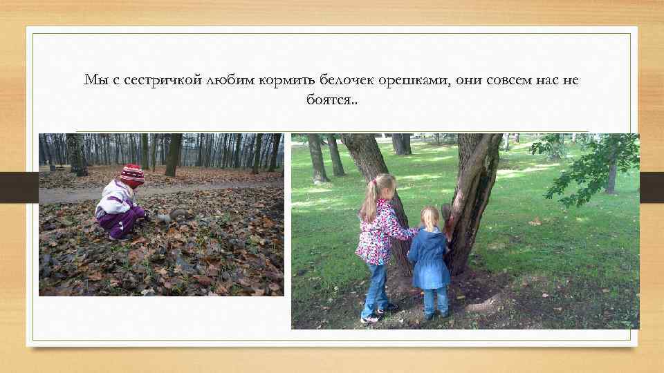 Мы с сестричкой любим кормить белочек орешками, они совсем нас не боятся. . 