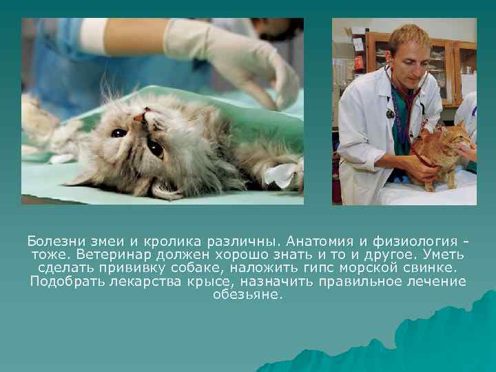Болезни змеи и кролика различны. Анатомия и физиология тоже. Ветеринар должен хорошо знать и