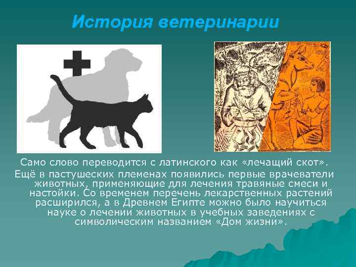 История ветеринарии Само слово переводится с латинского как «лечащий скот» . Ещё в пастушеских