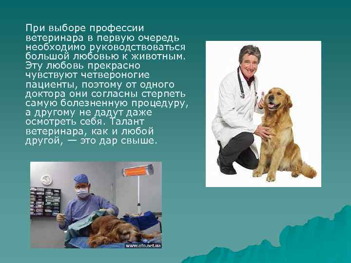 При выборе профессии ветеринара в первую очередь необходимо руководствоваться большой любовью к животным. Эту