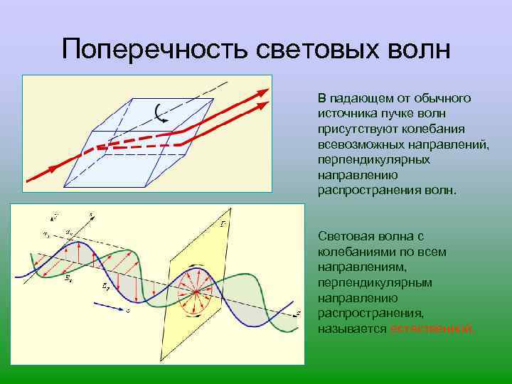 Поперечность световых волн В падающем от обычного источника пучке волн присутствуют колебания всевозможных направлений,