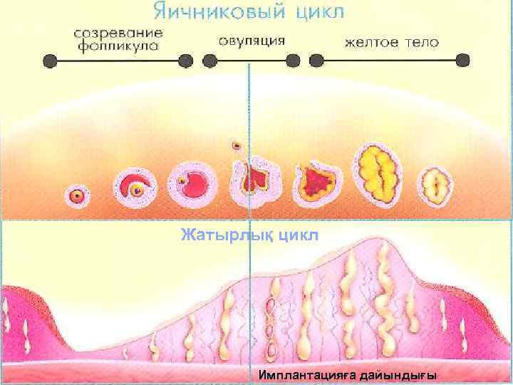 8 (эстрогены) (прогестерон) Жатырлық цикл Имплантацияға дайындығы 
