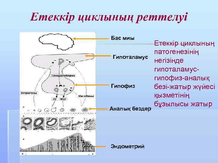 Етеккір циклының реттелуі Бас миы Гипоталамус Гипофиз Аналық бездер Эндометрий Етеккір циклының патогенезінің негізінде