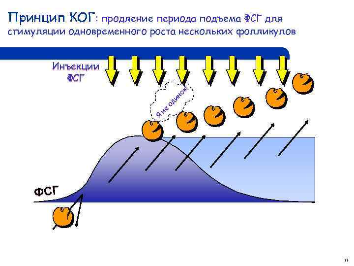 Принцип КОГ: продление периода подъема ФСГ для стимуляции одновременного роста нескольких фолликулов Я не
