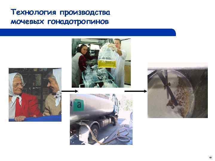 Технология производства мочевых гонадотропинов 19 
