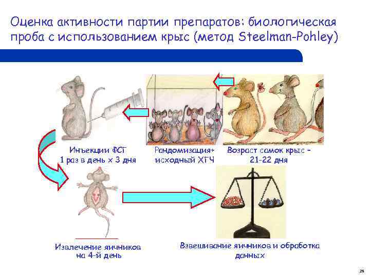 Оценка активности партии препаратов: биологическая проба с использованием крыс (метод Steelman-Pohley) Инъекции ФСГ 1