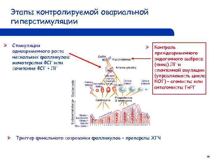 Этапы контролируемой овариальной гиперстимуляции Ø Ø Стимуляция одновременного роста нескольких фолликулов: монотерапия ФСГ или