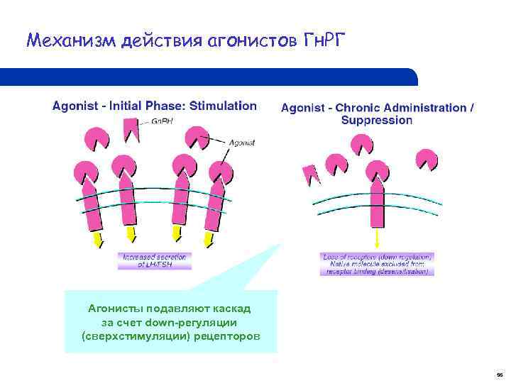 Механизм действия агонистов Гн. РГ Агонисты подавляют каскад за счет down-регуляции (сверхстимуляции) рецепторов 56