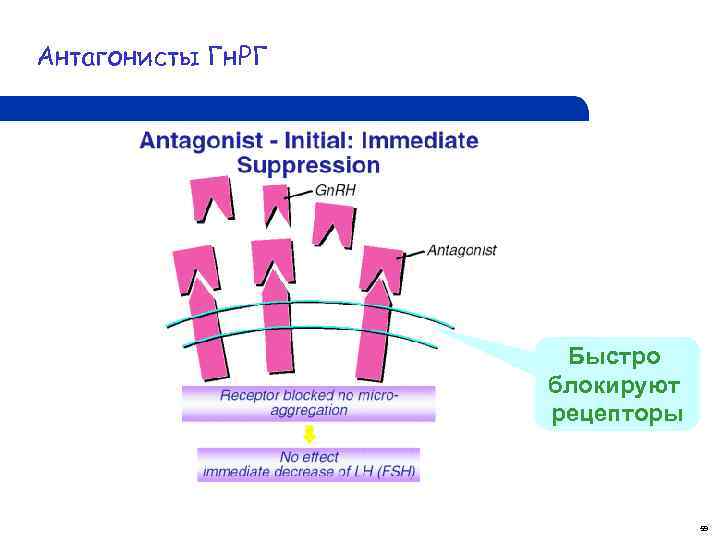 Антагонисты Гн. РГ Быстро блокируют рецепторы 59 