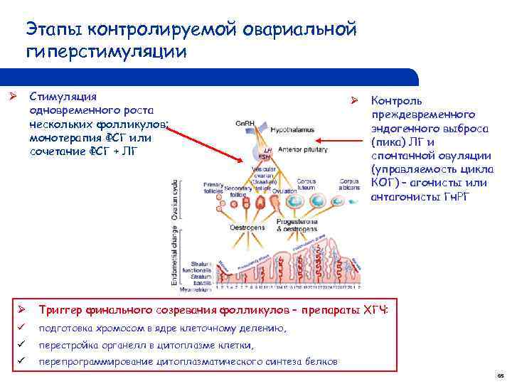 Этапы контролируемой овариальной гиперстимуляции Ø Стимуляция одновременного роста нескольких фолликулов: монотерапия ФСГ или сочетание
