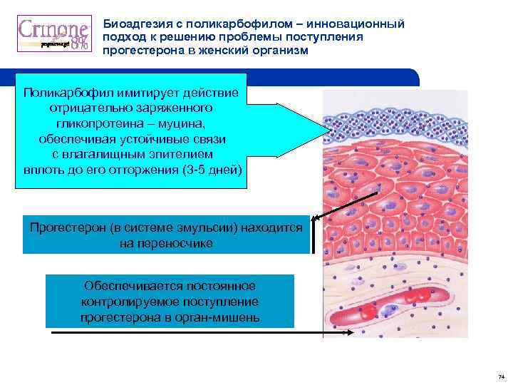 Биоадгезия с поликарбофилом – инновационный подход к решению проблемы поступления прогестерона в женский организм