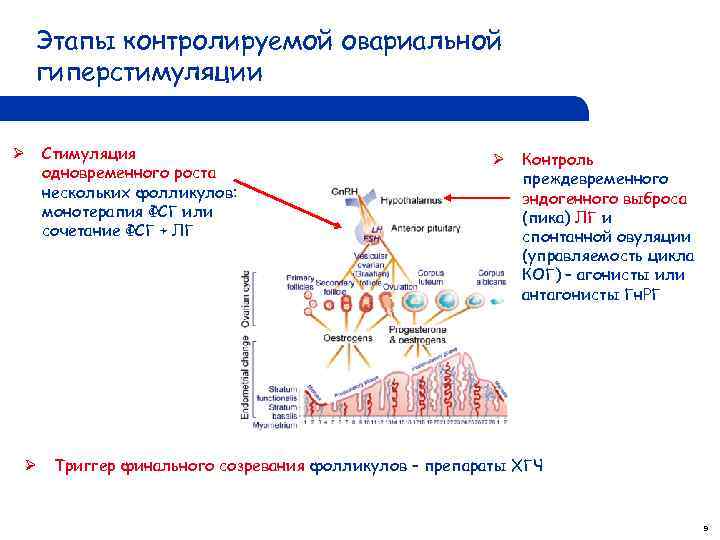 Этапы контролируемой овариальной гиперстимуляции Ø Ø Стимуляция одновременного роста нескольких фолликулов: монотерапия ФСГ или