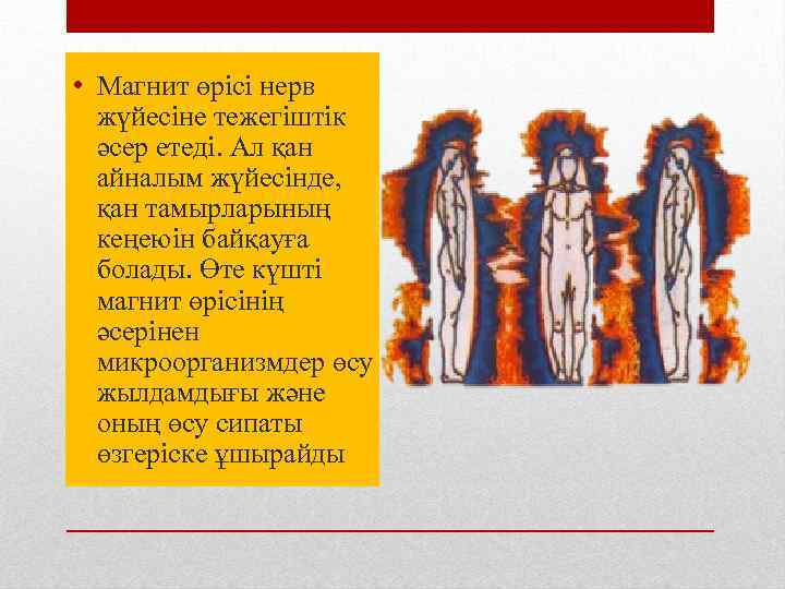  • Магнит өрісі нерв жүйесіне тежегіштік әсер етеді. Ал қан айналым жүйесінде, қан