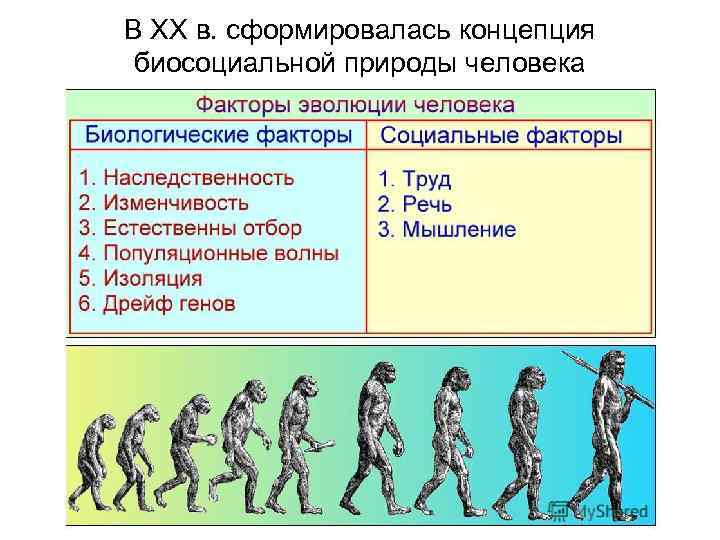 В ХХ в. сформировалась концепция биосоциальной природы человека 