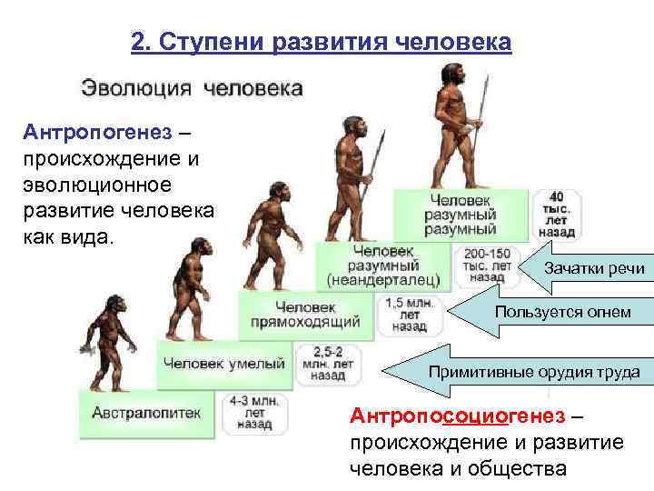 2. Ступени развития человека Антропогенез – происхождение и эволюционное развитие человека как вида. Зачатки