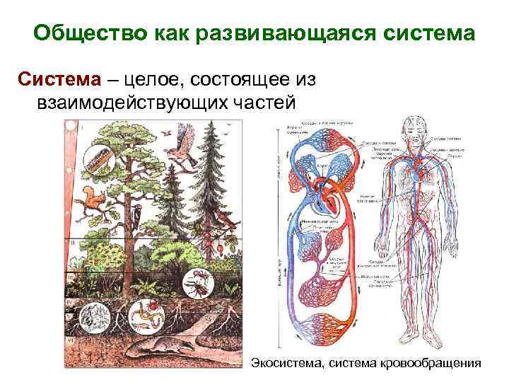 Общество как развивающаяся система Система – целое, состоящее из взаимодействующих частей Экосистема, система кровообращения