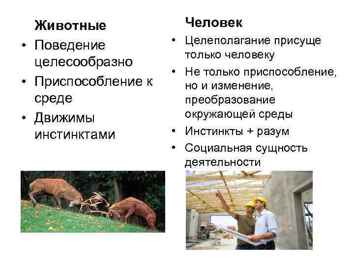 Животные • Поведение целесообразно • Приспособление к среде • Движимы инстинктами Человек • Целеполагание