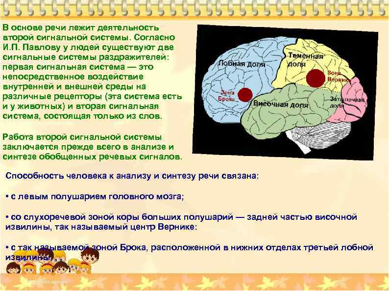 В основе речи лежит деятельность второй сигнальной системы. Согласно И. П. Павлову у людей