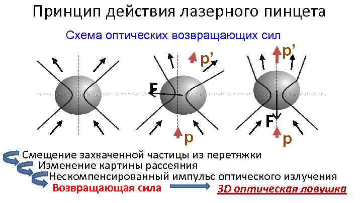 Принцип действия лазерного пинцета Схема оптических возвращающих сил p’ p’ F p Смещение захваченной