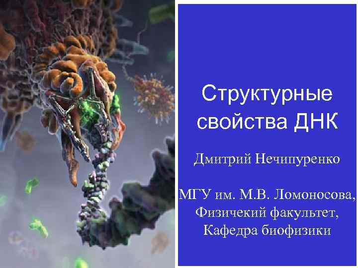 Структурные свойства ДНК Дмитрий Нечипуренко МГУ им. М. В. Ломоносова, Физичекий факультет, Кафедра биофизики