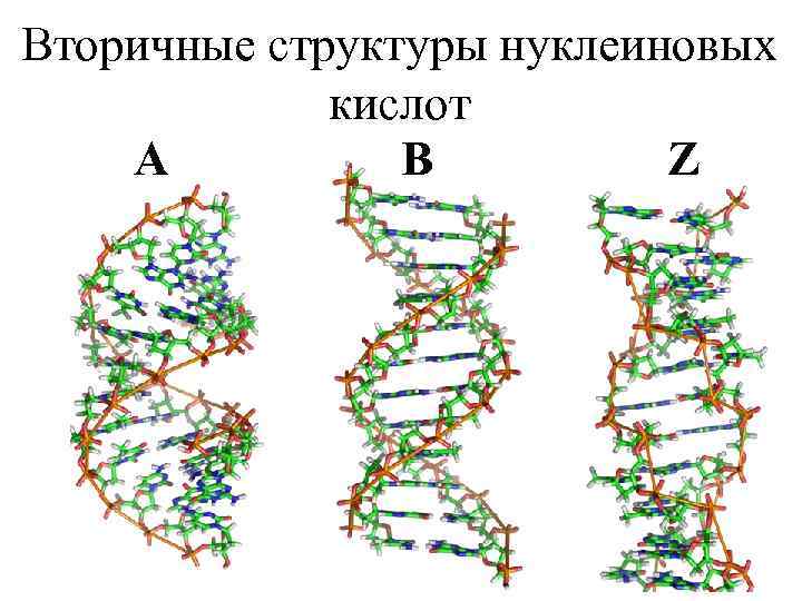 Структурная нуклеиновых кислот. . Первичная и вторичная структура нуклеиновых кислот. ДНК. Вторичная структура нуклеиновых кислот. ДНК РНК вторичная структура белка. Фрагмент вторичной структуры ДНК.