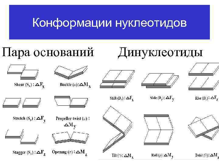 Конформации нуклеотидов Пара оснований Динуклеотиды 
