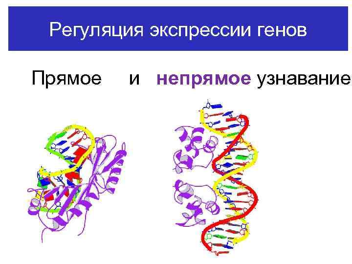 Регуляция экспрессии генов Прямое и непрямое узнавание 