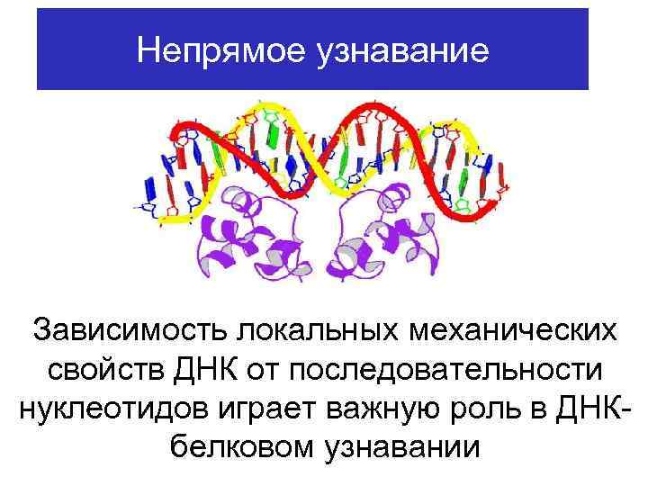 Непрямое узнавание Зависимость локальных механических свойств ДНК от последовательности нуклеотидов играет важную роль в