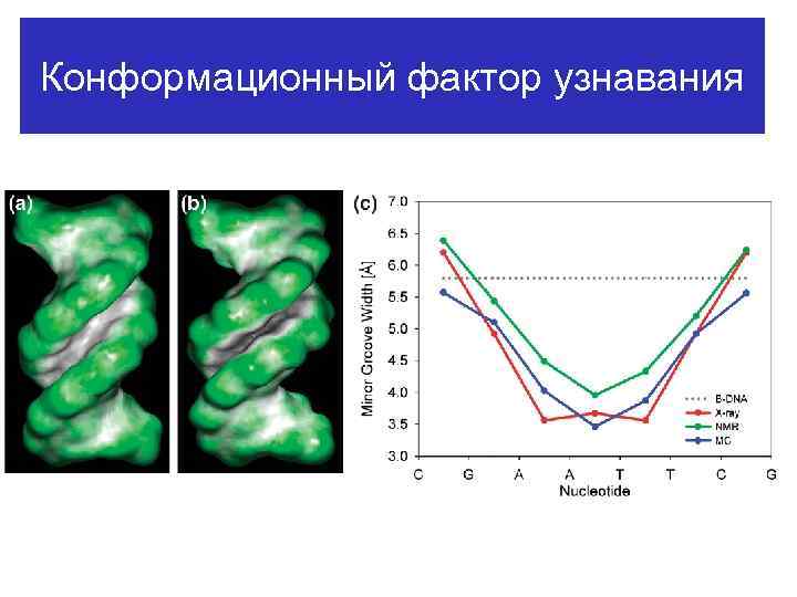 Конформационный фактор узнавания 