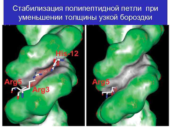 Стабилизация полипептидной петли при уменьшении толщины узкой бороздки 