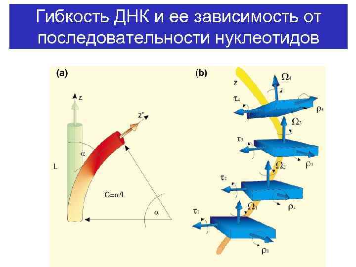 Гибкость ДНК и ее зависимость от последовательности нуклеотидов 