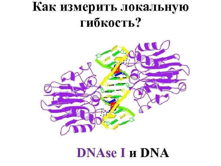 Как измерить локальную гибкость? DNAse I и DNA 
