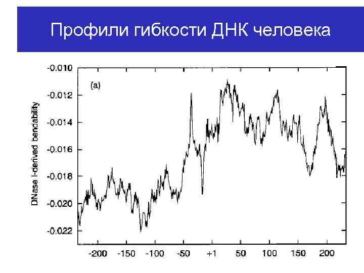 Профили гибкости ДНК человека 