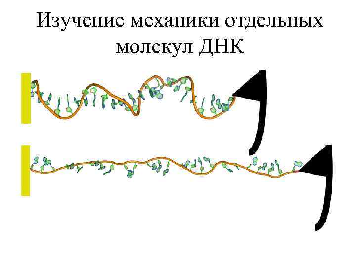 Изучение механики отдельных молекул ДНК 