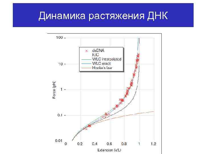 Динамика растяжения ДНК 