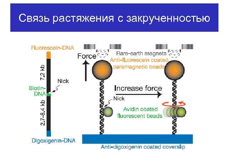 Связь растяжения с закрученностью 