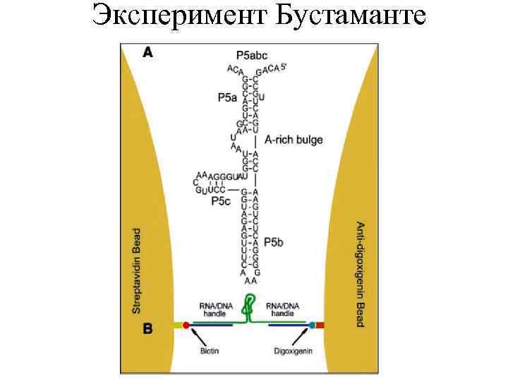 Эксперимент Бустаманте 