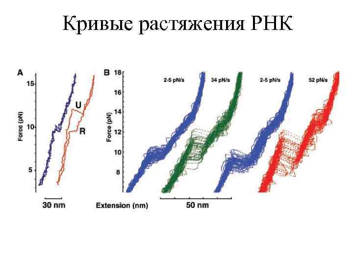 Кривые растяжения РНК 