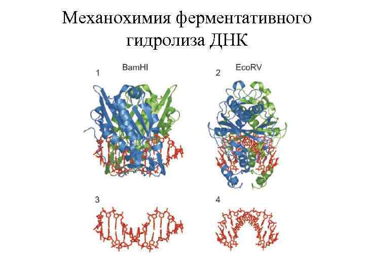 Механохимия ферментативного гидролиза ДНК 