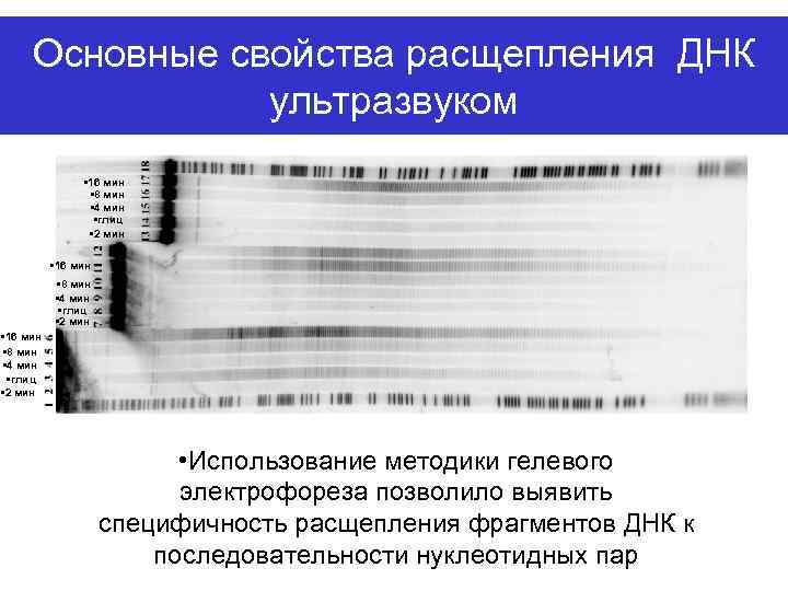 Основные свойства расщепления ДНК ультразвуком • 16 мин • 8 мин • 4 мин