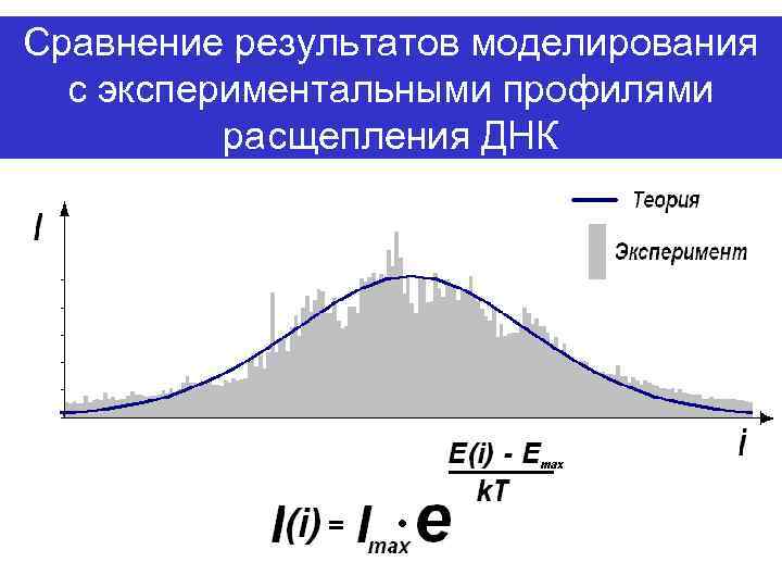 Сравнение результатов моделирования с экспериментальными профилями расщепления ДНК 