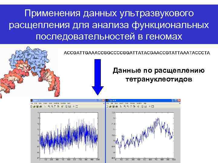 Применения данных ультразвукового расщепления для анализа функциональных последовательностей в геномах Данные по расщеплению тетрануклеотидов