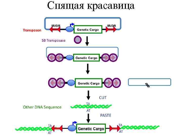 Спящая красавица 