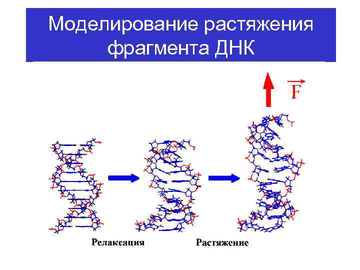 Моделирование растяжения фрагмента ДНК 