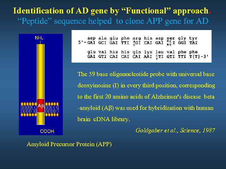 Identification of AD gene by “Functional” approach. “Peptide” sequence helped to clone APP gene